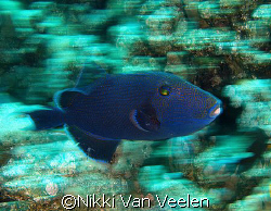Panning with a blue triggerfish, again using slow shutter... by Nikki Van Veelen 